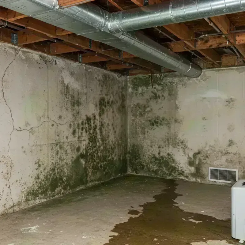 Professional Mold Removal in Dilkon, AZ